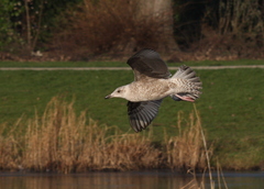 Larus argentatus