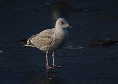 Larus argentatus