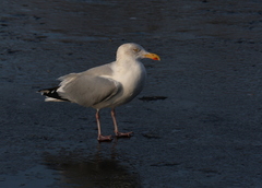Larus argentatus