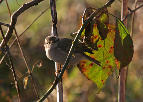 Hume's Leaf Warbler, 8626 Offingawier, Niederlande, photo 9 of 10