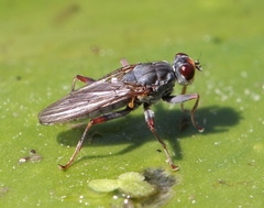 Hydromyza livens