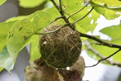 Foulehaio taviunensis