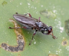 Hydromyza livens