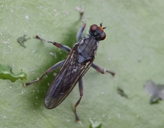 Hydromyza livens
