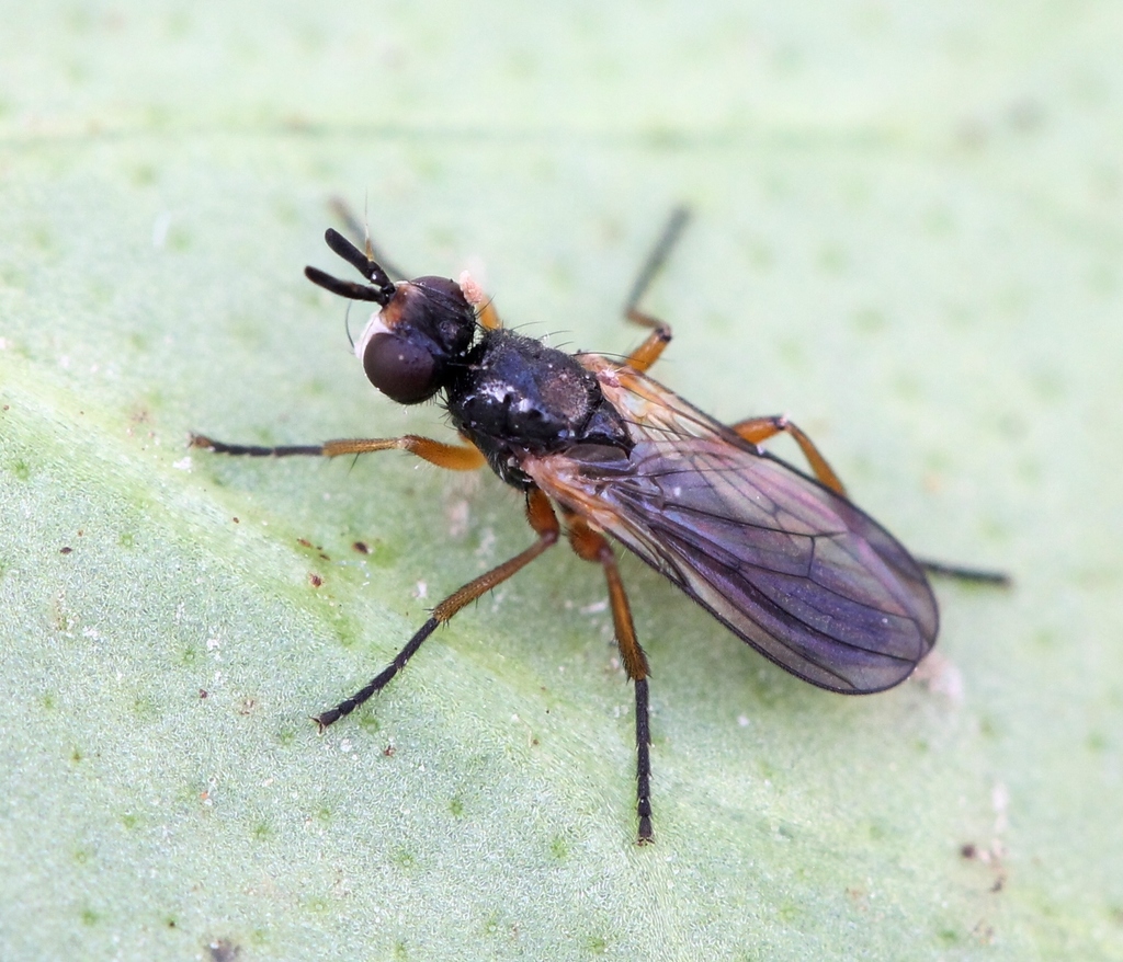 Micropselapha