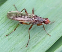 Norellia spinipes