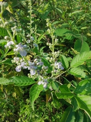 Vitex negundo
