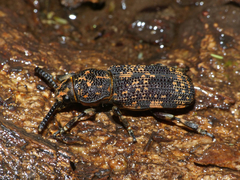 Xylinada rugicollis