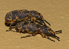 Xylinada rugicollis