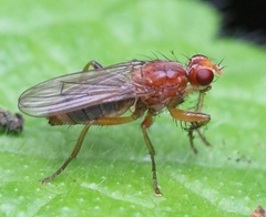 Norellisoma spinimanum