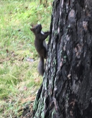 Sciurus vulgaris