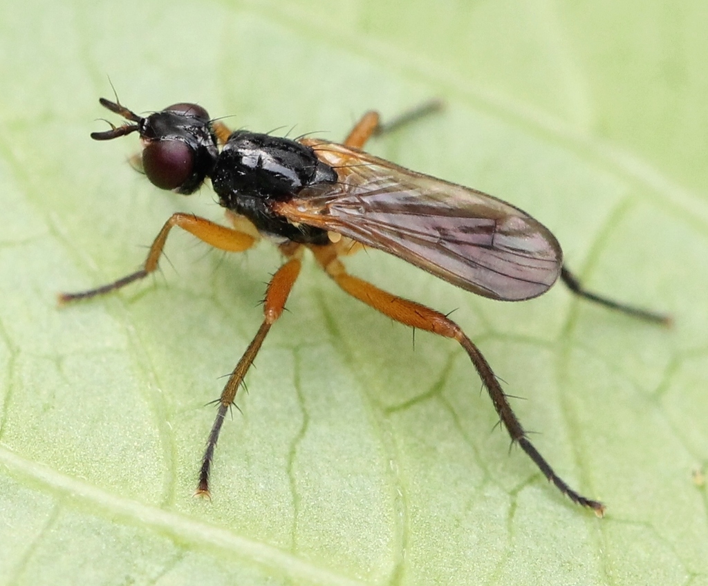Phrosia albilabris