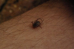 Amblyomma triguttatum