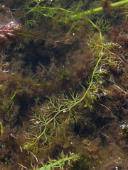Utricularia minor