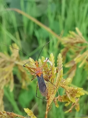 Macracanthopsis nodipes