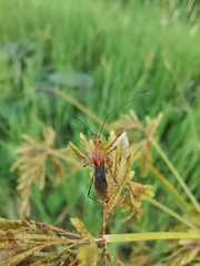 Macracanthopsis nodipes
