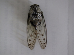 Hyalessa maculaticollis