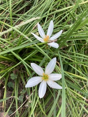 Zephyranthes candida