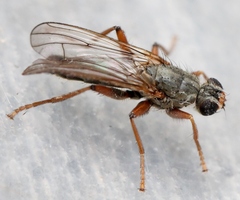 Spaziphora hydromyzina