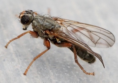 Spaziphora hydromyzina