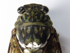 Hyalessa maculaticollis