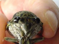 Hyalessa maculaticollis