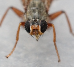 Spaziphora hydromyzina