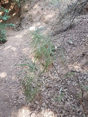 Ptilostemon chamaepeuce