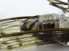 Hyalessa maculaticollis