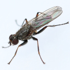 Trichopalpus fraternus