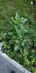 Atriplex sagittata
