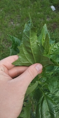 Atriplex sagittata