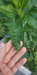 Atriplex sagittata