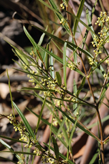 Notelaea linearis