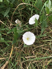 Convolvulus arvensis