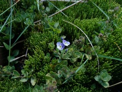 Veronica nevadensis