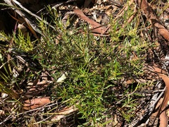 Notelaea linearis
