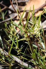 Notelaea linearis
