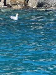 Larus michahellis