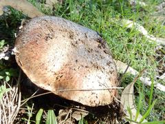 Phlebopus marginatus