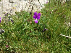 Viola montcaunica