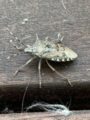 Rhaphigaster nebulosa