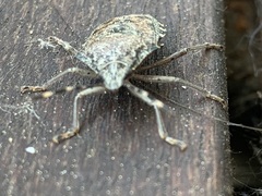 Rhaphigaster nebulosa