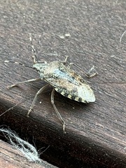 Rhaphigaster nebulosa