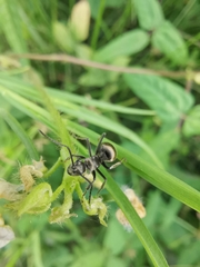 Polyrhachis illaudata