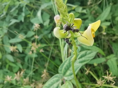 Polyrhachis illaudata