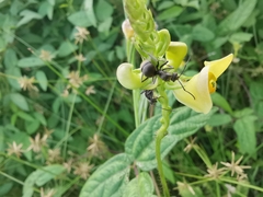 Polyrhachis illaudata