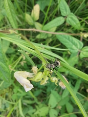 Polyrhachis illaudata