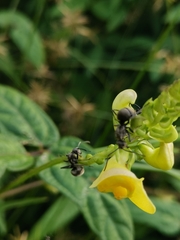 Polyrhachis illaudata