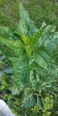 Atriplex sagittata